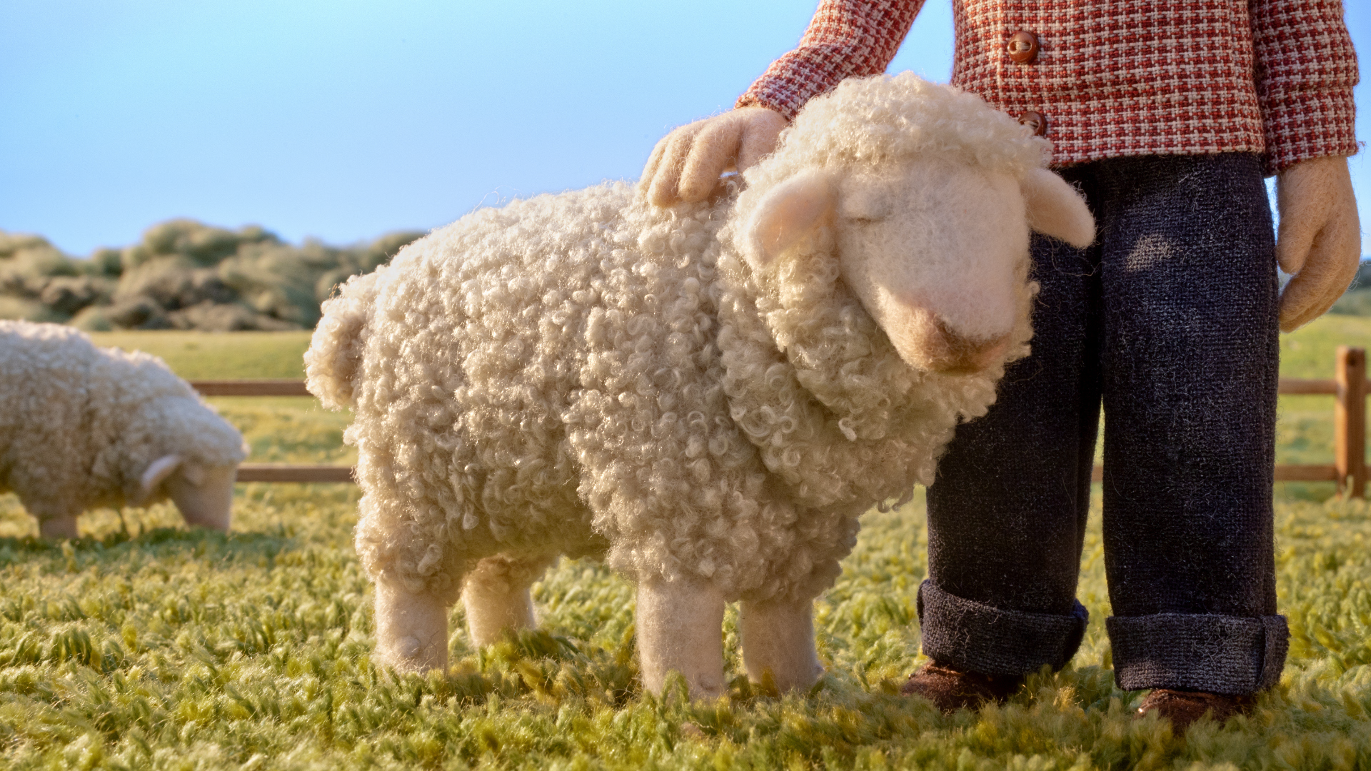 Petting sheep